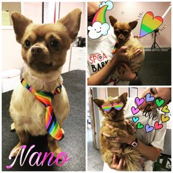 Canine Couture Expert Grooming - Nano came in for his summer do!