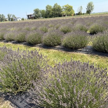 Neob Lavender - Lavender field - Farms Near Me - Niagara-on-the-Lake, Ontario Neob Lavender - Lavender field - Farms Near Me - Niagara-on-the-Lake, Ontario