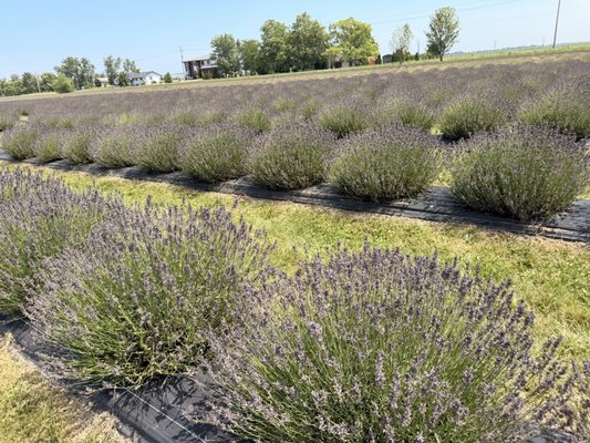 NEOB LAVENDER - Updated October 2026 - 83 Photos & 19 Reviews - 933 ...