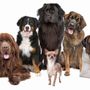 Photo of Fido's First Choice Pet Care