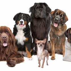 Fido's First Choice Pet Care