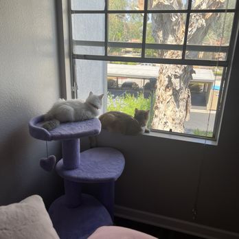 Ragmeister Ragdolls - Pet Breeders Near Me Ragmeister Ragdolls - Pet Breeders Near Me