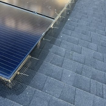 Round Up Pest Control - Solar Panel Bird Exclusion - Pest Control Near Me Round Up Pest Control - Solar Panel Bird Exclusion - Pest Control Near Me