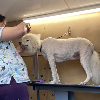 You Dirty Dog - just a couple more snipse - Pet Groomers Near Me
