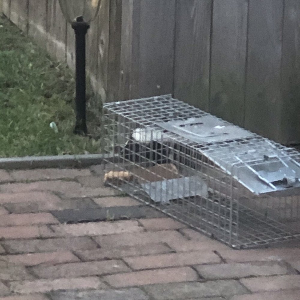 Humphreys Insect Control - Skunk sniffing out the goodies. - Pest Control Near Me - Stirling, New Jersey