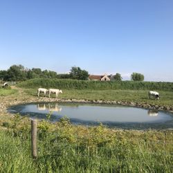 Hoeve Hazegras
