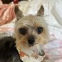 Photo of Tender Touch Mobile Grooming