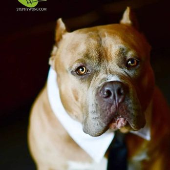 Off Leash K9 Training - He was an honor grad. Finally trained - Pet Training Near Me - Murrieta, California Off Leash K9 Training - He was an honor grad. Finally trained - Pet Training Near Me - Murrieta, California