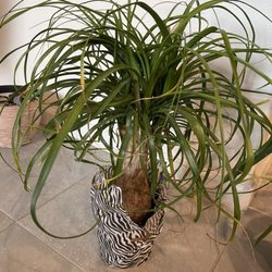 Blk Girls Green House - Ponytail palm