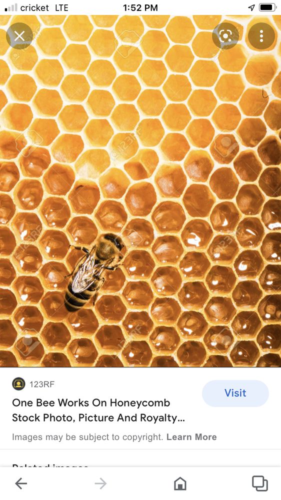 KAUAI BEE REMOVAL Kapaʻa, Hawaii Pest Control Phone Number Yelp