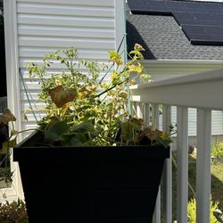 A1 Pressure Washing - Dead herbs