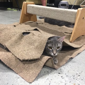 Orlando Cat Cafe - Peek a boo! - Animal Shelters Near Me - Clermont, Florida Orlando Cat Cafe - Peek a boo! - Animal Shelters Near Me - Clermont, Florida