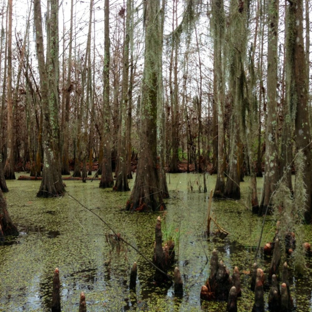 Pearl River Swamp Tours - Tours Near Me - Slidell, Louisiana Pearl River Swamp Tours - Tours Near Me - Slidell, Louisiana