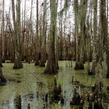 Pearl River Swamp Tours - Tours Near Me - Slidell, Louisiana Pearl River Swamp Tours - Tours Near Me - Slidell, Louisiana