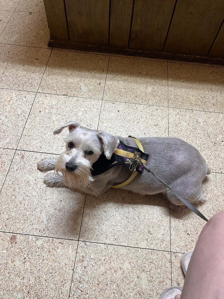 College Park Animal Clinic - pet boarding facility in Orlando, FL
