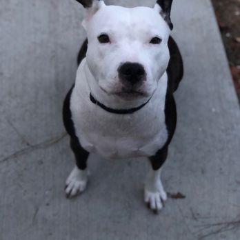 Paw Shoppe Pet Center - Nicky all nice and clean after grooming - Pet Stores Near Me - Long Beach, California