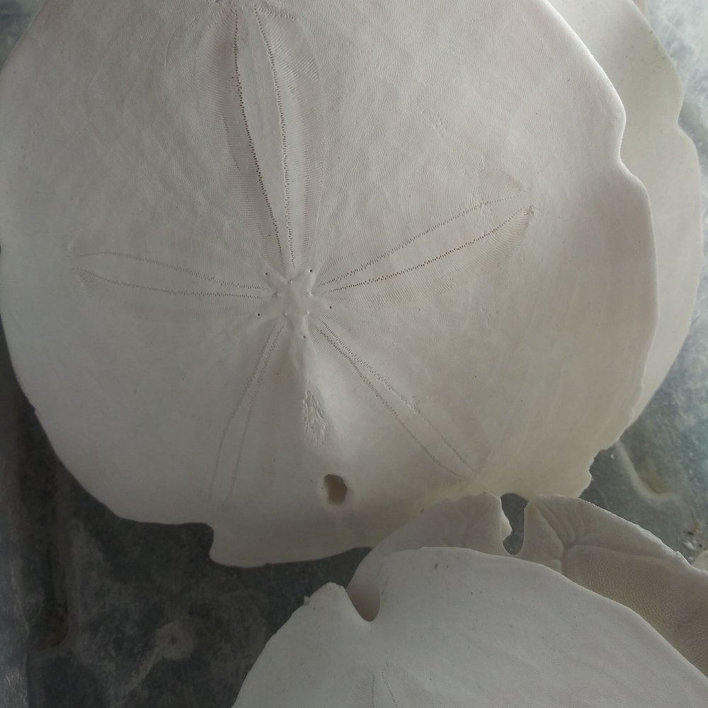 Tarpon Sponge - Sand dollars - Souvenir Shops Near Me - Tarpon Springs, Florida Tarpon Sponge - Sand dollars - Souvenir Shops Near Me - Tarpon Springs, Florida