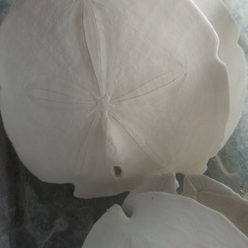 Tarpon Sponge - Sand dollars - Souvenir Shops Near Me - Tarpon Springs, Florida Tarpon Sponge - Sand dollars - Souvenir Shops Near Me - Tarpon Springs, Florida