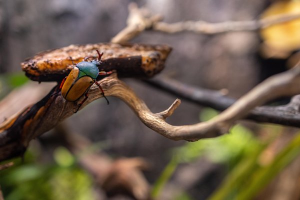 San Diego Zoo by null