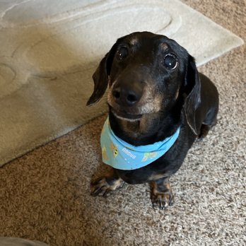 Paw Spa - Bonita after her grooming with her complimentary bandana - Pet Groomers Near Me - Elk Grove, California Paw Spa - Bonita after her grooming with her complimentary bandana - Pet Groomers Near Me - Elk Grove, California