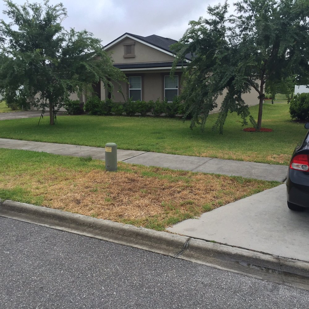 Bug-Out Service - Both neighbors don't even USE ANY company! - Pest Control Near Me - Jacksonville, Florida Bug-Out Service - Both neighbors don't even USE ANY company! - Pest Control Near Me - Jacksonville, Florida