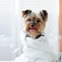 Beverly Hills Mobile Grooming