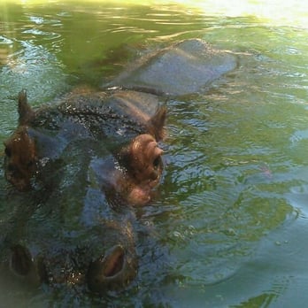 Honolulu Zoo - This hippo put on a good show - Zoos Near Me - Honolulu, Hawaii Honolulu Zoo - This hippo put on a good show - Zoos Near Me - Honolulu, Hawaii
