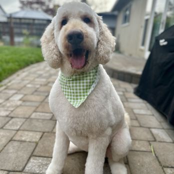 Emy Lou's Dog Grooming - Pet Groomers Near Me Emy Lou's Dog Grooming - Pet Groomers Near Me