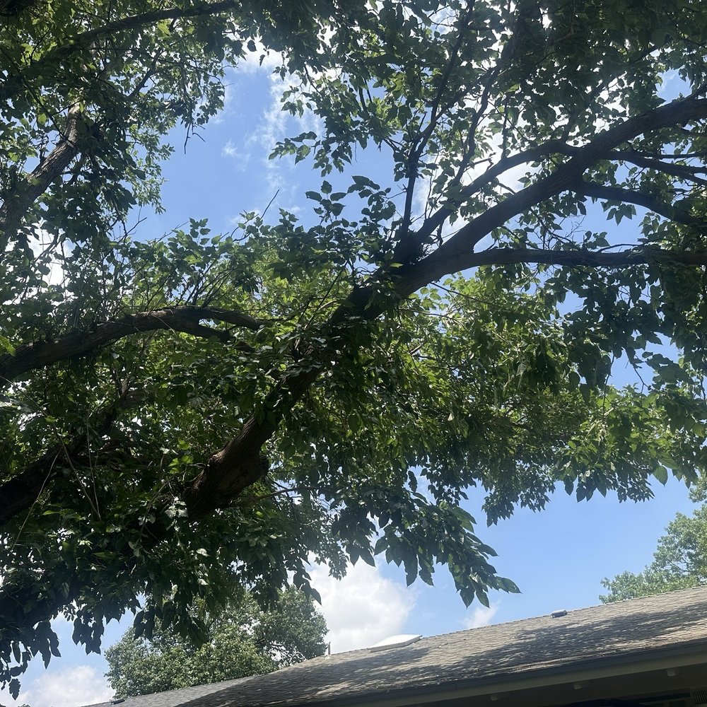 Benavides Tree Trimming & Removal - Tree Services Near Me Benavides Tree Trimming & Removal - Tree Services Near Me