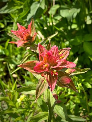 Alta Ski Area by null