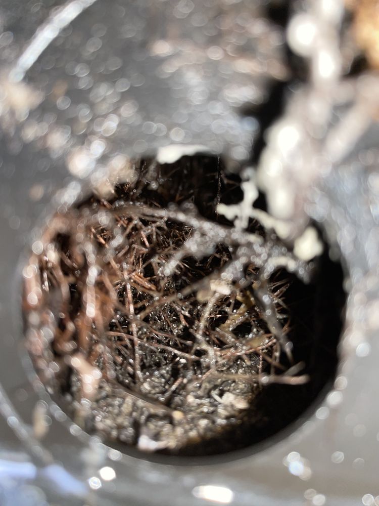 Ambassador Inspections - septic in Zebulon, NC