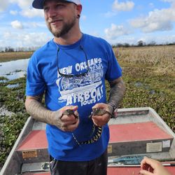New Orleans Airboat Swamp Tours
