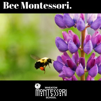 Wheaton Montessori School - Montessori Schools Near Me - Wheaton, Illinois Wheaton Montessori School - Montessori Schools Near Me - Wheaton, Illinois