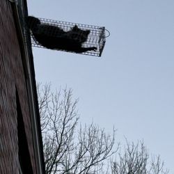 Complete Animal Removal