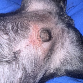 Snazzy Jazzy's Pet Salon - Inflammation for Razor Burn - Pet Groomers Near Me - Timonium, Maryland