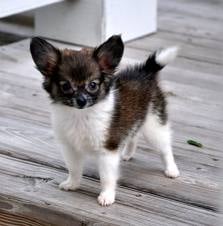 Doggy Love Camp - pet boarding facility in Evanston, IL