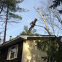 Premier Tree Service