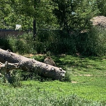 Denver Zoo - Lions - Zoos Near Me - Denver, Colorado