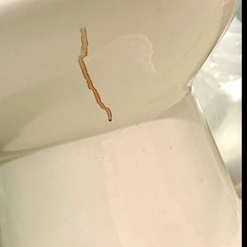 Residence Inn by Marriott - Fresh blood running down toilet, bathroom was NOT cleaned before our arrival - Hotels Near Me - Daytona Beach, Florida