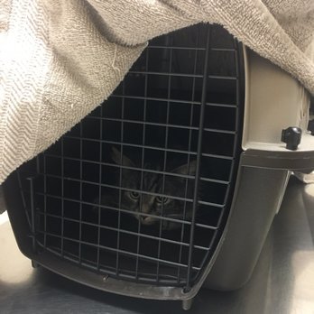 VCA Brookline Animal Hospital - Cat, Vet - Veterinarians Near Me - Brookline, Massachusetts VCA Brookline Animal Hospital - Cat, Vet - Veterinarians Near Me - Brookline, Massachusetts