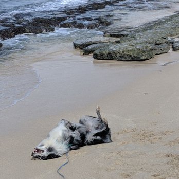 Pet Sit Stay - Beach play - Dog Walkers Near Me Pet Sit Stay - Beach play - Dog Walkers Near Me