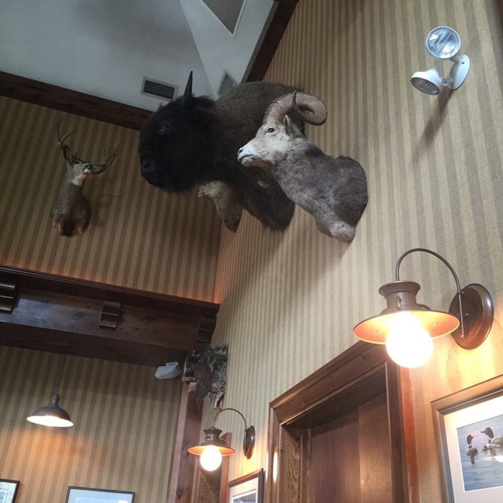I had lunch with a buffalo!