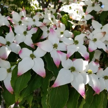 Danny Gaines Landscape and Construction - a flowering dogwood tree - Landscaping Near Me - Seattle, Washington Danny Gaines Landscape and Construction - a flowering dogwood tree - Landscaping Near Me - Seattle, Washington