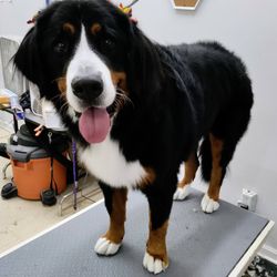 Decker's Paw Spa