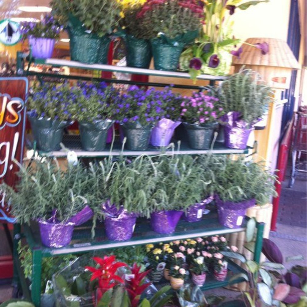 Trader Joe's - Flowers - Grocery Near Me - Brea, California Trader Joe's - Flowers - Grocery Near Me - Brea, California