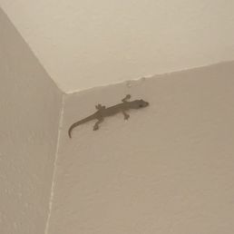 Good luck gecko