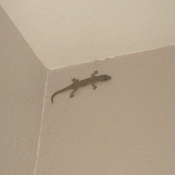 Ali'i Kai Resort - Good luck gecko - Resorts Near Me - Princeville, Hawaii