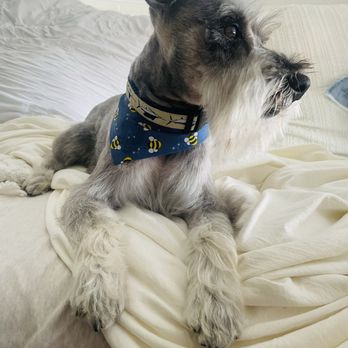 Pawfect Cuts Mobile Dog Spa - Pet Groomers Near Me Pawfect Cuts Mobile Dog Spa - Pet Groomers Near Me