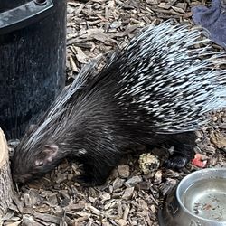 The Creature Conservancy