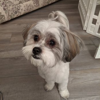 Potter Creek Kennels - My little Shichon Olive at 16 months. Best dog ever! - Pets Near Me - Cabool, Missouri